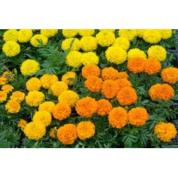 Tagetes erecta - dwarf - 135 sementes - mix