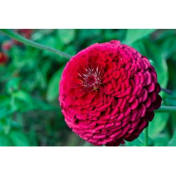 百日草“Liliput紫色宝石” - 紫色 -  81粒种子 - Zinnia elegans - 種子