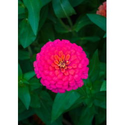 Zinnia elegans - Liliput Rose Gem - 81 zaden - roze