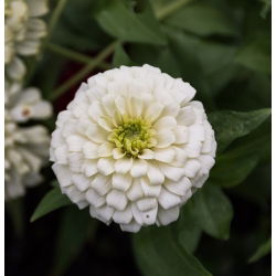 Puikioji gvaizdūnė - Liliput White Gem - 81 sėklos - Zinnia elegans