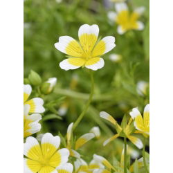 Limnanthes douglasii - 117 zaden