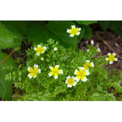 Limnanthes douglasii - 117 zaden