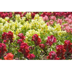 Prydløvemunn - Kimosy - mix - 720 frø - Antirrhinum majus pumilum