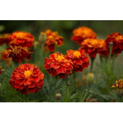 Francoski ognjič "Harmony" - Tagetes patula L. - semena