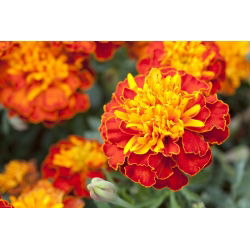 Francoski ognjič "Harmony" - Tagetes patula L. - semena