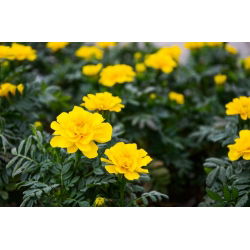 Marigold Perancis "Petite Yellow" - 158 biji - Tagetes patula L.