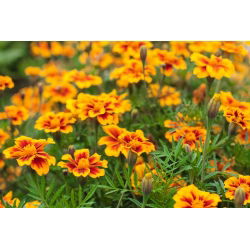 Francoski ognjič "Dainty Marietta" - enobarvni - 315 semen - Tagetes patula L. - semena