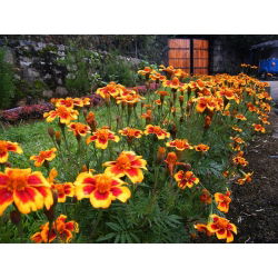 Francoski ognjič "Dainty Marietta" - enobarvni - 315 semen - Tagetes patula L. - semena