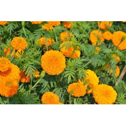 Mehiški ognjič "Titania"; Azteški ognjič - 270 semen - Tagetes erecta  - semena