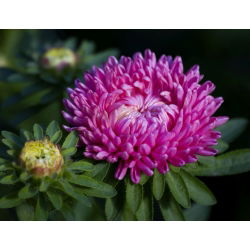 Callistephus chinensis - Duchesse - 225 zaden - roze