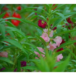 Låg balsamin - blandning - Impatiens balsamina - Färgstarka blommor med låg balsamin - Färska frön