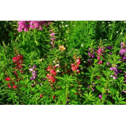 Låg balsamin - blandning - Impatiens balsamina - Färgstarka blommor med låg balsamin - Färska frön