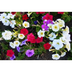 Petunia Enana - variada - Petunia nana compacta - Toque compacto - Semillas frescas