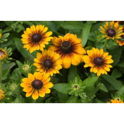Rudbeckia pitică - amestec de culori - Rudbeckia hirta - Inflorescențe ce aduc strălucire ca un sărut de soare - Semințe proaspete