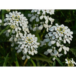 Blomsteriberis - Iberis amara - Snabbväxande skönhet, idealisk för stenpartier - Färska frön