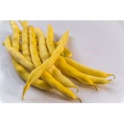 Đậu Pháp vàng "Neckargold" - cần đặt cọc - 20 hạt - Phaseolus vulgaris L.