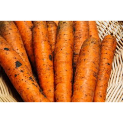 Porkkana - Nantaise 2 - 3825 siemenet - Daucus carota