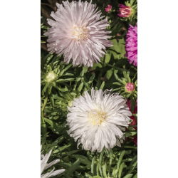 Callistephus chinensis - 450 zaden - wit