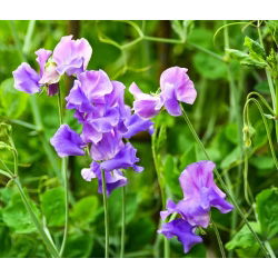 Guisante de olor - Hrabina Cadogan - 22 semillas - Lathyrus odoratus