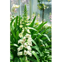 Vingerhoedskruid - wit - 1800 zaden - Digitalis purpurea
