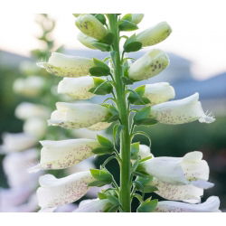 Vingerhoedskruid - wit - 1800 zaden - Digitalis purpurea
