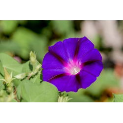 Kerti hajnalka - Grandpa Ott's - 40 magok - Ipomea purpurea