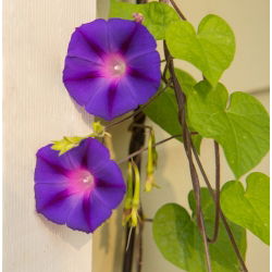 Kerti hajnalka - Grandpa Ott's - 40 magok - Ipomea purpurea