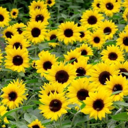 Okrasni škratov sončnični "Bambino" - Helianthus annuus - semena