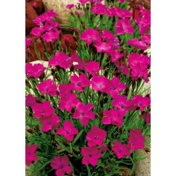 Dianthus deltoides - carmine - 1350 sementes - red