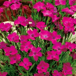 Dianthus deltoides - carmine - 1350 sementes - red