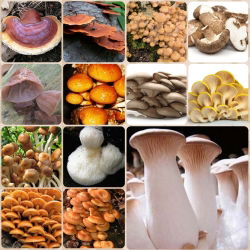 Sada GIANT XXL - 13 druhov húb - zátky na mycelium - 