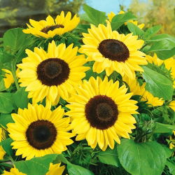 Almindelig solsikke - Bambino - Helianthus annuus - frø