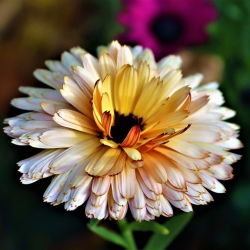Невен "Сънсет Бъф" - Calendula officinalis - семена