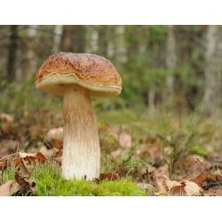 Set de ciuperci de mesteacăn + ciupercă umbrelă - 5 specii - miceliu, spawn - 