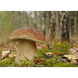 Set de ciuperci de stejar și fag + ciupercă umbrelă - 4 specii - miceliu, spawn - 