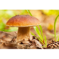 Set de ciuperci de stejar și fag + ciupercă umbrelă - 4 specii - miceliu, spawn - 