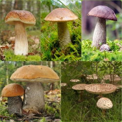 Set de ciuperci de mesteacăn + ciupercă umbrelă - 5 specii - miceliu, spawn - 