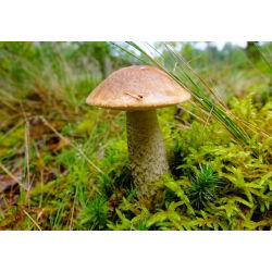 Set de ciuperci de foioase + ciupercă umbrelă - 7 specii - miceliu, spawn - 
