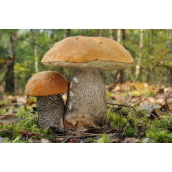 Set de ciuperci de foioase + ciupercă umbrelă - 7 specii - miceliu, spawn - 