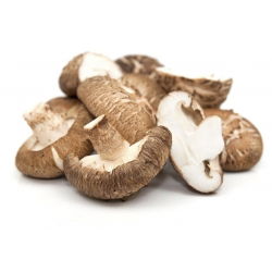Šitake - Liels iepakojums - 100 gab. - micēlija nārsta aizbāžņi - 