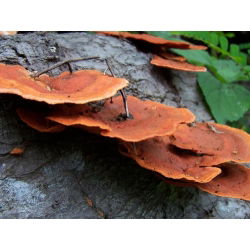 Sada GIANT XXL - 13 druhov húb - zátky na mycelium - 