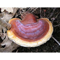 Sada GIANT XXL - 13 druhov húb - zátky na mycelium - 