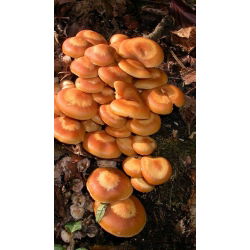 Sada GIANT XXL - 13 druhov húb - zátky na mycelium - 