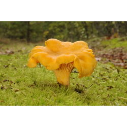 Set de ciuperci de molid + ciupercă umbrelă - 5 specii - miceliu, icră - 