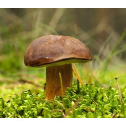 Set de ciuperci de conifere + ciupercă umbrelă - 7 specii - miceliu, spawn - 