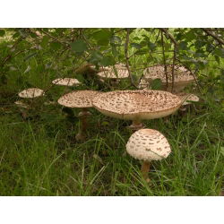 Set de ciuperci de foioase + ciupercă umbrelă - 7 specii - miceliu, spawn - 