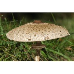 Set ciuperci pin + ciuperci parasol - 7 specii - miceliu, icră - 