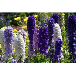 Larkspur "Pacific Giant" - hỗn hợp đa dạng - 225 hạt - Delphinium x cultorum
