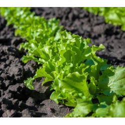 Zelena salata od lišća hrasta "Salata zdjela" - 945 sjemenki - Lactuca sativa var. foliosa  - sjemenke