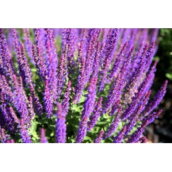 Stäppsalvia - blålila - Salvia nemorosa l. - Lång blomning, flerårig skönhet - Färska frön